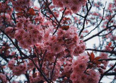 Pink Cherry Blossoms