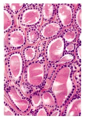 Histology: Thyroid