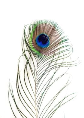 Peacock Feather Detail on white 