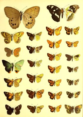 Butterfly Collection