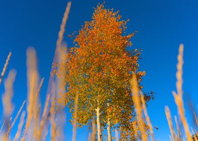 Autumn Tree Against Blue Sky