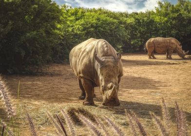 White Rhino Grazing