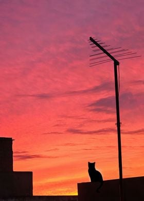 Silhouette Cat at Sunset