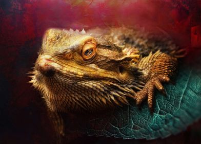 Bearded Dragon Portrait Photo