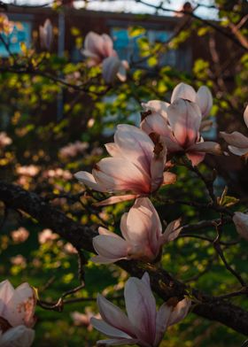 Magnolia Blossoms in Sunlight