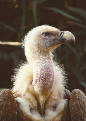 Close-up of a Vulture