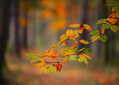 Autumn Leaves Branch