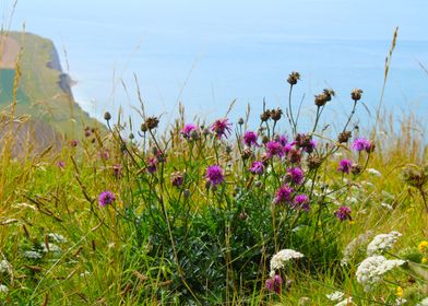 Purple wildflowers by the Coast