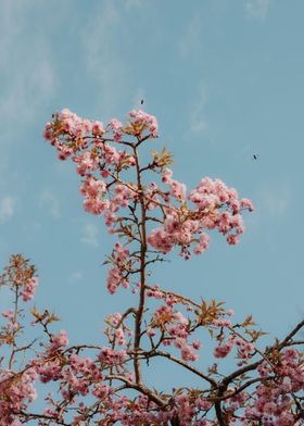 Pink Cherry Blossoms