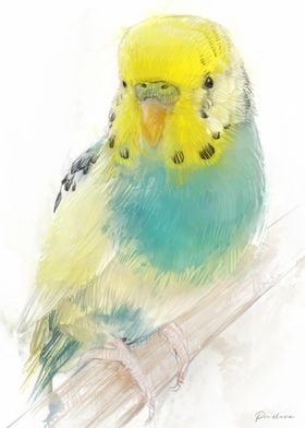 Yellow and Blue Budgie