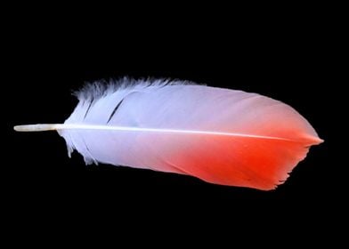 white and red feather of a Flamingo 