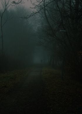 Foggy Forest Path