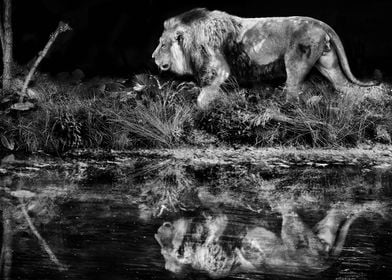 African Lion moving with Reflection