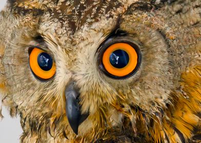 Owl eyes Close-Up