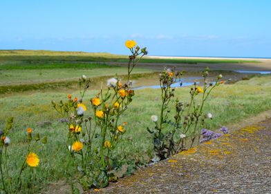 Wildflowers by the Coast