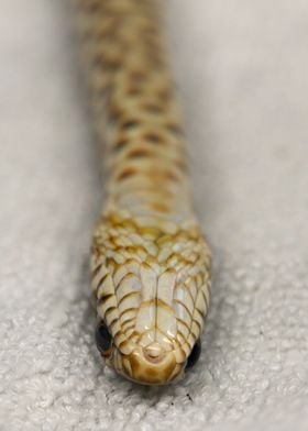 Close-up Snake Head