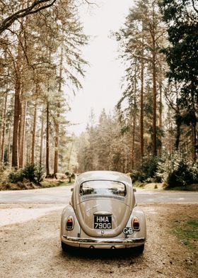 Vintage Beetle in Forest