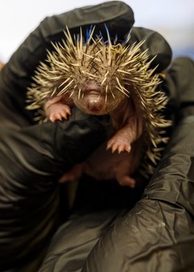 Baby Hedgehog Close-Up