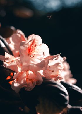 Pink Flower Close-Up