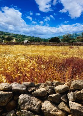 Fields of Gold with rubble walls landscape