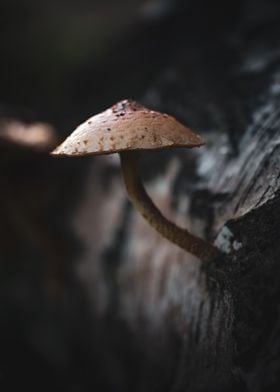 Mushroom on Tree Bark