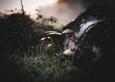 Mushrooms on Birch Log