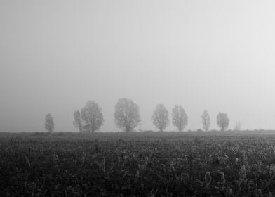 Misty Field with Trees