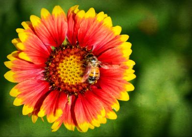 Bee on a Flower Macro nature