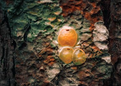 Tree Bark Texture