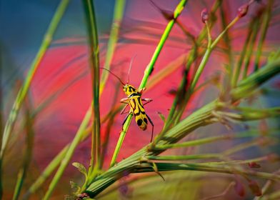 Yellow and Black Beetle on Green Stem