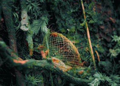 Forest Net