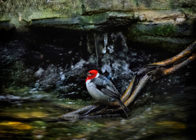 Red-Crested Cardinal by Stream Nature photo