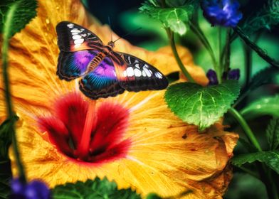 Butterfly on Hibiscus Nature Macro photo