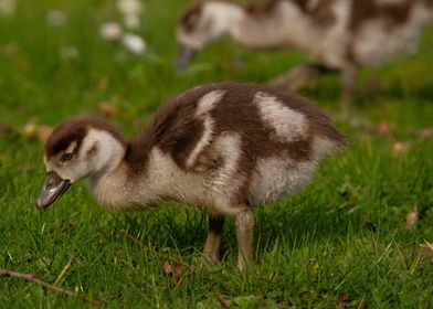 Goose Gosling in Grass