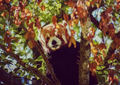 Red Panda in Tree