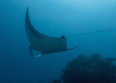 Manta Ray Underwater