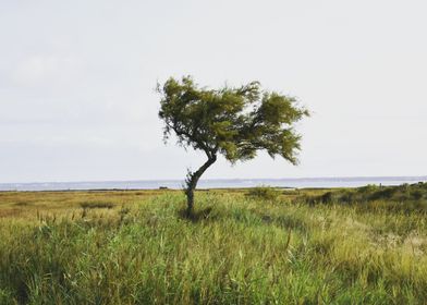 Lone Tree by the Sea