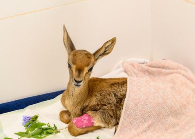 Injured Baby mountain gazelle (Gazella gazella)