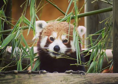 Red Panda in Bamboo