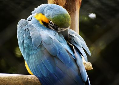 Blue and Yellow Macaw