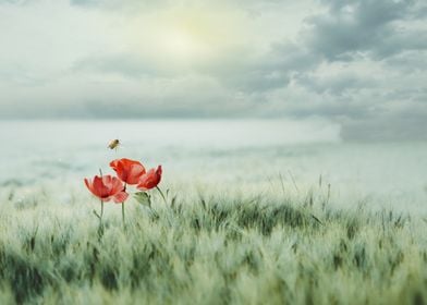 Poppies in a Field