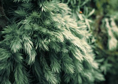 Close-up of Green Moss