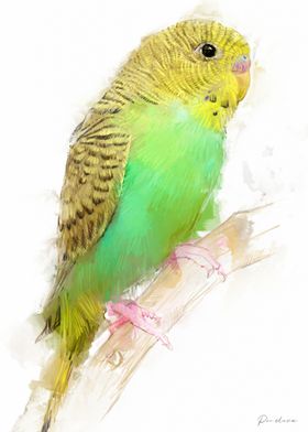 Green Budgie Watercolor