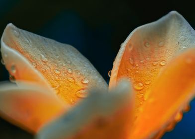 Dewy Flower Petals