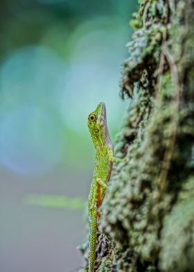 Green Lizard on Tree Trunk