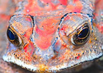 Close-up of a Toad's Eye