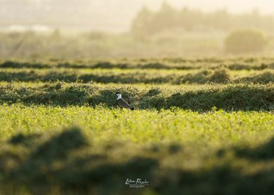 Bird in a Field