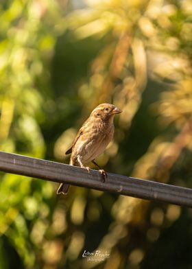 Sparrow on a Rail