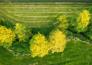 Aerial View of Trees and river