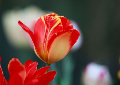 Red and Yellow Tulip